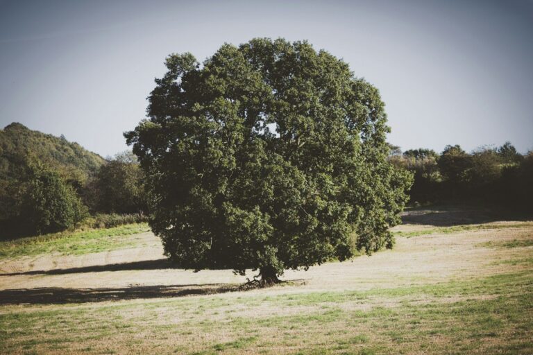 A grounded tree standing in open light
