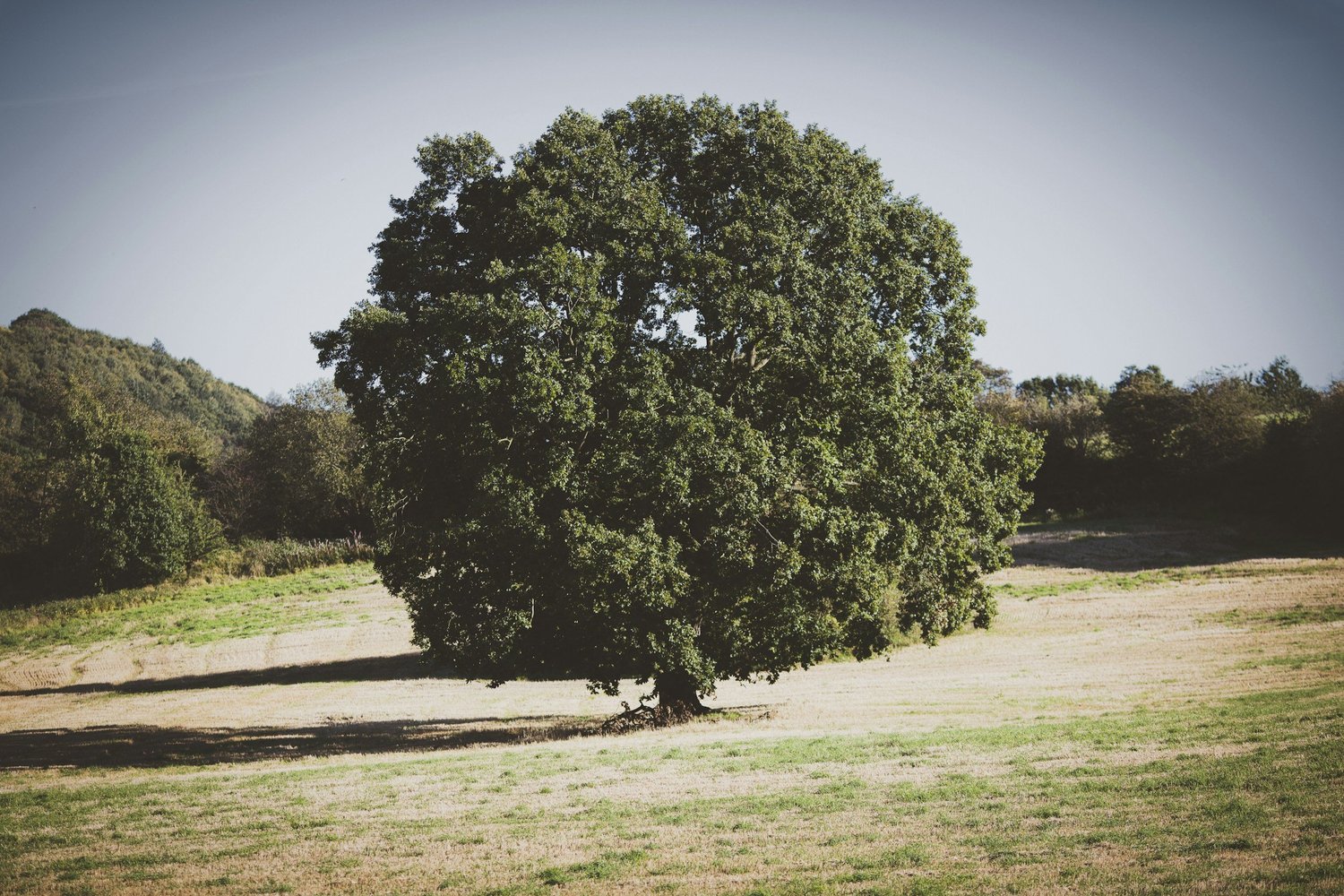 A grounded tree standing in open light