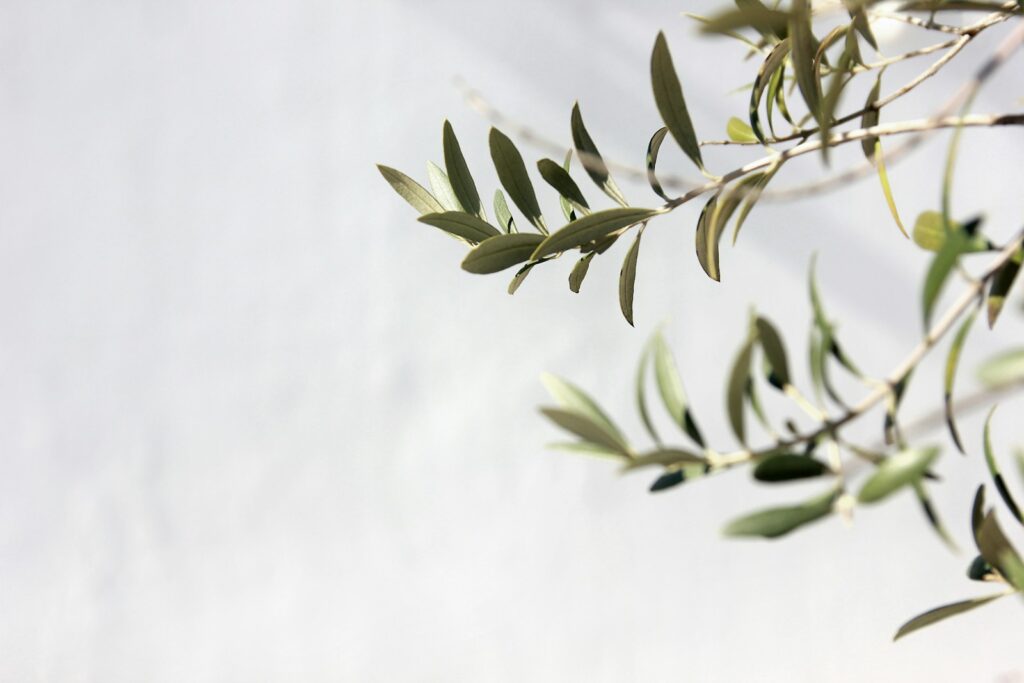 Olive branches against a soft cream background